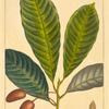 Sour Tupelo (Nyssa capitata).