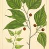 American Nettle Tree (Celtis occidentalis).