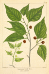 American Nettle Tree (Celtis occidentalis).