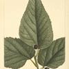 Hack Berry (Celtis crassifolia).