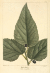 Hack Berry (Celtis crassifolia).