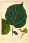 Red Mulberry (Morus rubra).