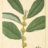 Sveet [Sweet] Leaf (Hopea tinctoria).