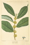 Sveet [Sweet] Leaf (Hopea tinctoria).