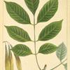 White Ash (Fraxinus americana).