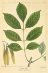 White Ash (Fraxinus americana).