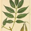 Red Ash (Fraxinus lomentosa [tomentosa])