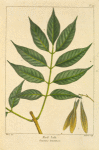 Red Ash (Fraxinus lomentosa [tomentosa])