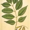 Green Ash (Fraxinus viridis).