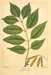 Green Ash (Fraxinus viridis).