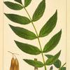 Common European Ash (Fraxinus excelsior).