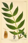 Common European Ash (Fraxinus excelsior).