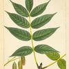 Black Ash (Fraxinus sambucifolia).