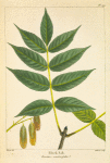 Black Ash (Fraxinus sambucifolia).