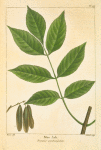 Blue Ash (Fraxinus quadrangulata).