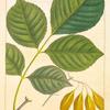 Carolian Ash (Fraxinus platicarpa).