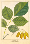 Carolian Ash (Fraxinus platicarpa).