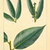 1. Black Willow (Salix nigra); 2. Champlain Willow (Salix ligustrina); 3. Shining Willow (Salix lucida).