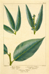 1. Black Willow (Salix nigra); 2. Champlain Willow (Salix ligustrina); 3. Shining Willow (Salix lucida).