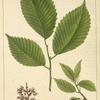 White Elm (Ulmus americana).