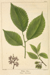 White Elm (Ulmus americana).