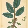 Wahoo (Ulmus alata).