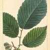 Red Elm (Ulmus rubra).