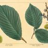 1. Common European Elm (Ulmus campestris); 2. Dutch Elm (Ulmus latifolia).