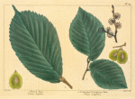 1. Common European Elm (Ulmus campestris); 2. Dutch Elm (Ulmus latifolia).