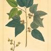 Planer Tree (Planera ulmifolia).