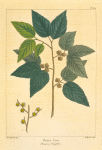 Planer Tree (Planera ulmifolia).