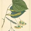 Bass Wood [or American Lime] (Tilia americana).