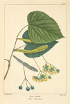 Bass Wood [or American Lime] (Tilia americana).