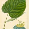 White Lime (Tilia alba).