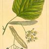 Downy Lime Tree (Tilia pubescens).