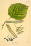 Downy Lime Tree (Tilia pubescens).