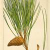 Red Pine (Pinus rubra).