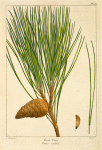 Red Pine (Pinus rubra).