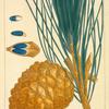 Stone Pine (Pinus pinea).
