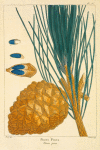 Stone Pine (Pinus pinea).