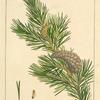 Grey Pine (Pinus rupestris).
