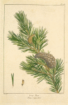 Grey Pine (Pinus rupestris).