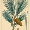 Yellow Pine (Pinus mitis).