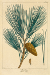 Yellow Pine (Pinus mitis).