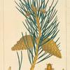 Wild Pine, or Scotch Fir (Pinus sylvestris).