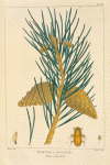 Wild Pine, or Scotch Fir (Pinus sylvestris).