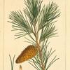 New Jersey Pine (Pinus inops).