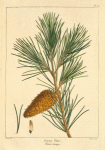 New Jersey Pine (Pinus inops).