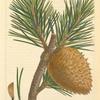 Table Mountain Pine (Pinus pungens).
