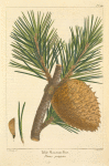 Table Mountain Pine (Pinus pungens).